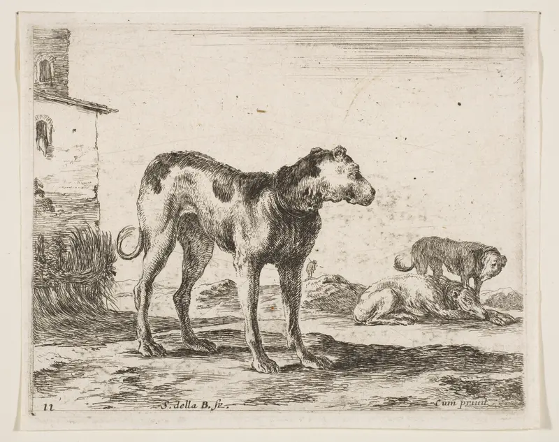 Dogs, plate 11 from "Various Animals" (Diversi Animali) Wall Art by Stefano della Bella - High-Resolution Digital Print