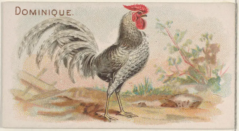Dominique, from the Prize and Game Chickens series (N20) for Allen & Ginter Cigarettes Wall Art by Allen & Ginter - High-Resolution Digital Print