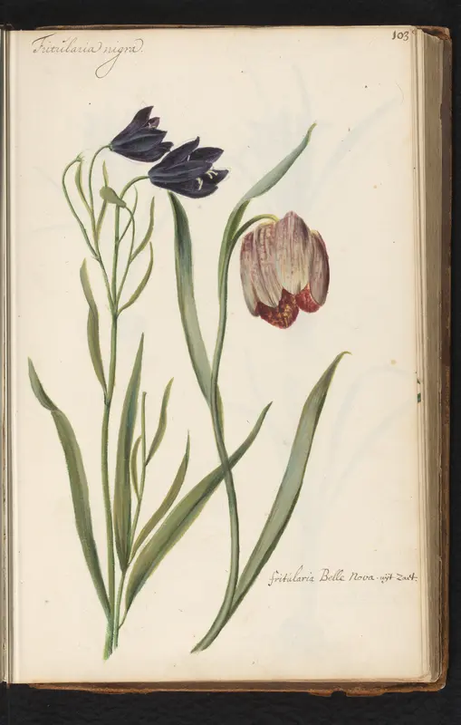 Donkerbloemige fritillaria's (Fritillaria meleagris) Wall Art by anonymous - High-Resolution Digital Print