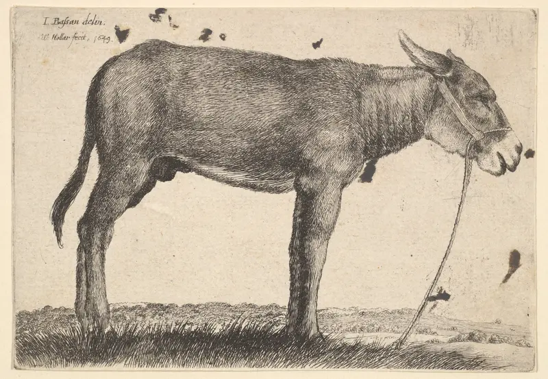 Donkey Wall Art by Wenceslaus Hollar - High-Resolution Digital Print