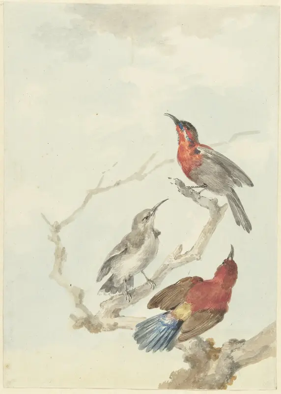 Drie honingzuigers, twee mannetjes en een vrouwtje geelrughoningzuiger Wall Art by Aert Schouman - High-Resolution Digital Print