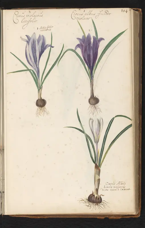 Drie krokussen met bol (Crocus) Wall Art by anonymous - High-Resolution Digital Print