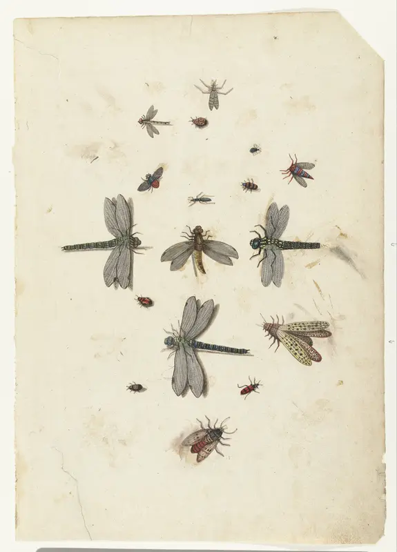 Drie libellen en andere insecten Wall Art by Lambert Lombard - High-Resolution Digital Print
