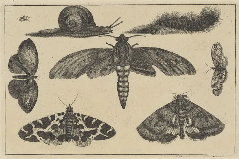 Drie motten, vlinders, tor, slak en rups Wall Art by Wenceslaus Hollar - High-Resolution Digital Print