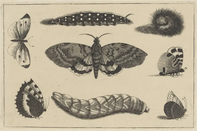 Drie rupsen, een mot en vier vlinders Wall Art by Wenceslaus Hollar - High-Resolution Digital Print