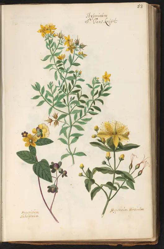 Drie soorten Sint-Janskruid (Hypericum) Wall Art by anonymous - High-Resolution Digital Print