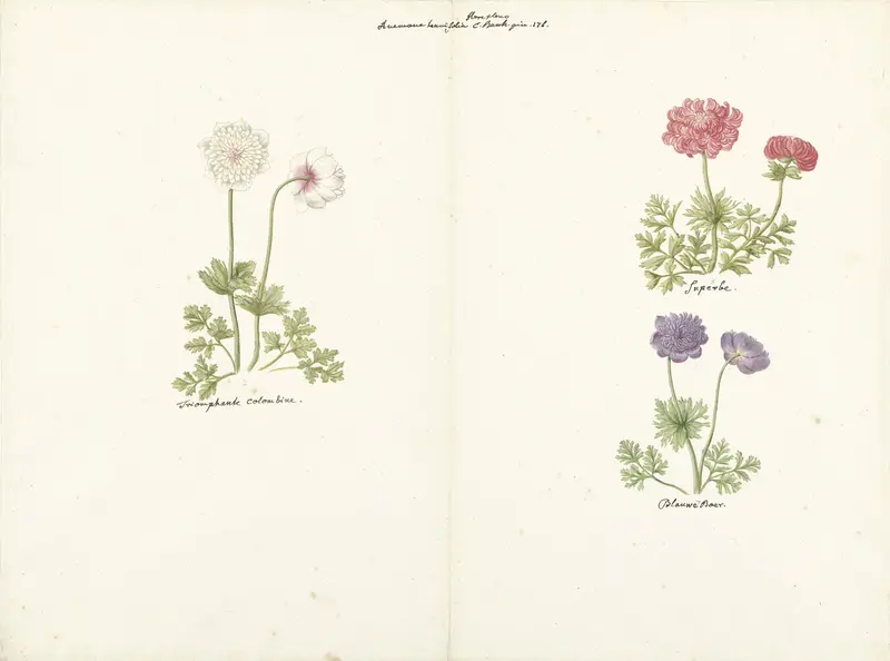 Drie studies van anemonen Wall Art by C. Baak - High-Resolution Digital Print