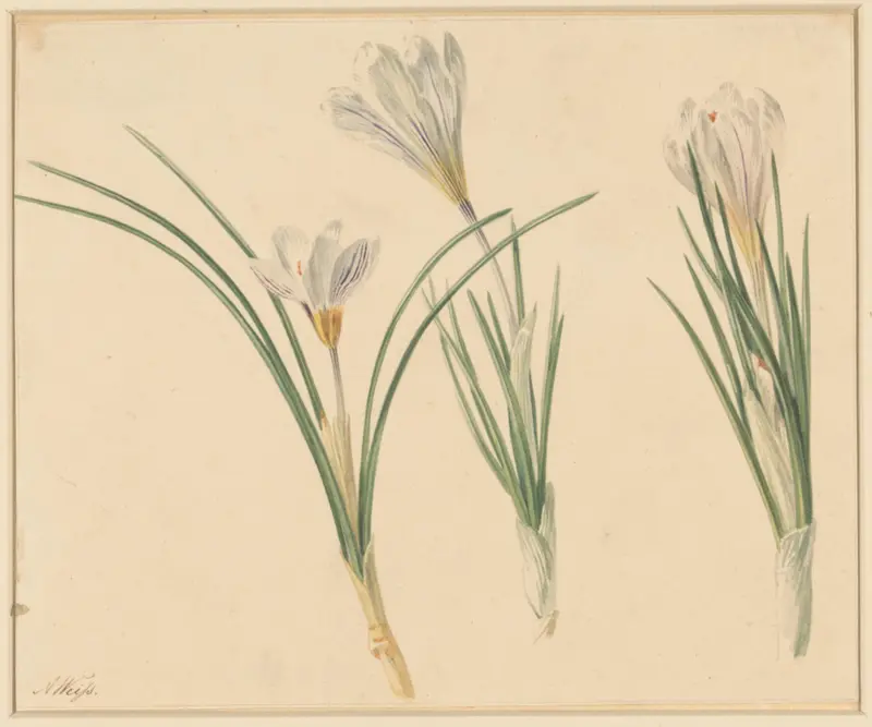 Drie studies van krokussen Wall Art by Anton Weiss - High-Resolution Digital Print