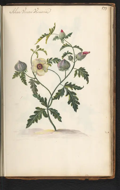 Drie-urenbloem (Hibiscus trionum) Wall Art by anonymous - High-Resolution Digital Print