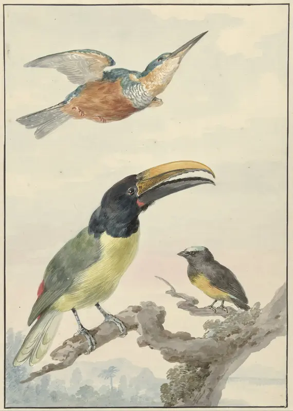 Drie vogels: een IJsvogel, een Prins von Wied's Toekan en een Organist Wall Art by Unknown - High-Resolution Digital Print