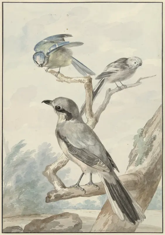 Drie vogels: een Staartmees, een Pimpelmees en een Klapekster of Grote Klauwier Wall Art by Unknown - High-Resolution Digital Print