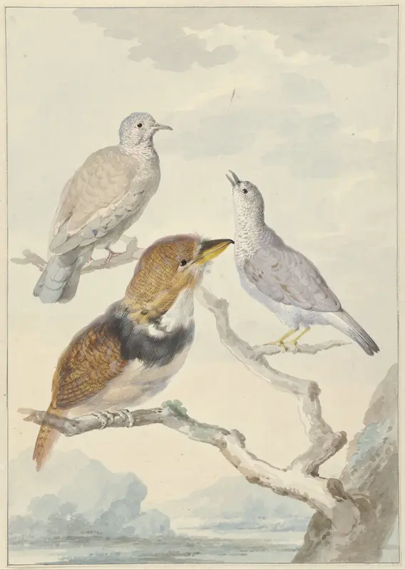 Drie vogels, twee Incaduiven en een gekraagde baardkoekoek Wall Art by Aert Schouman - High-Resolution Digital Print