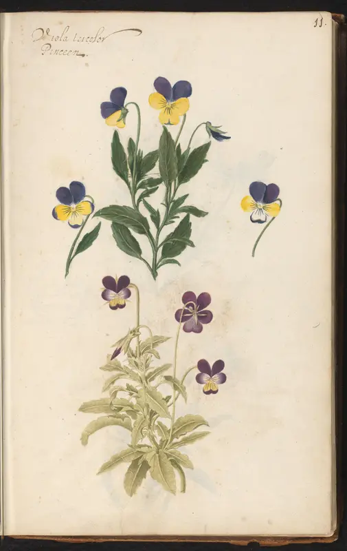 Driekleurig viooltje (Viola tricolor) Wall Art by anonymous - High-Resolution Digital Print