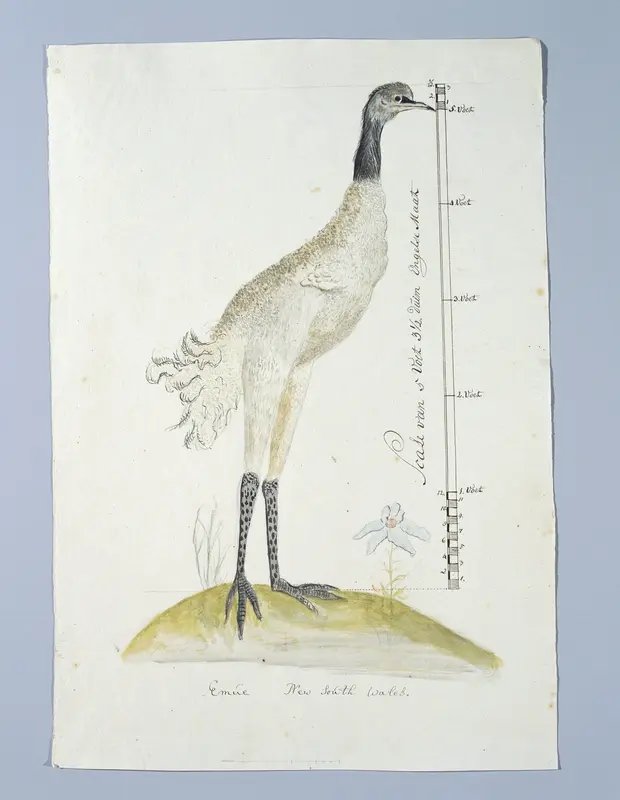 Dromaius novaehollandiae (Emu) Wall Art by Unknown - High-Resolution Digital Print