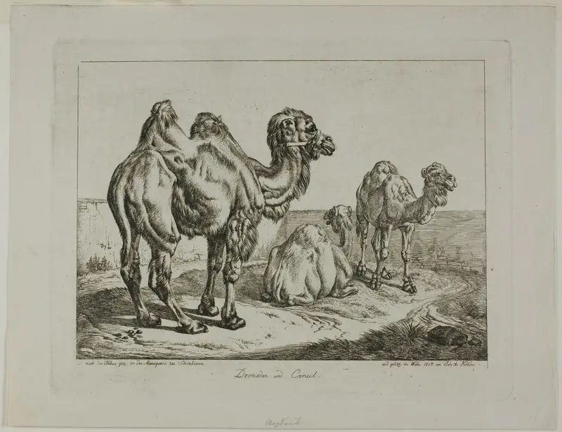 Dromedary and Camel Wall Art by Johann Adam Klein - High-Resolution Digital Print