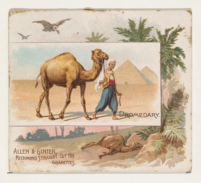 Dromedary, from Quadrupeds series (N41) for Allen & Ginter Cigarettes Wall Art by Allen & Ginter - High-Resolution Digital Print