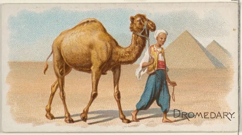Dromedary, from the Quadrupeds series (N21) for Allen & Ginter Cigarettes Wall Art by Allen & Ginter - High-Resolution Digital Print