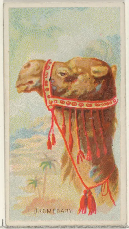 Dromedary, from the Wild Animals of the World series (N25) for Allen & Ginter Cigarettes Wall Art by Allen & Ginter - High-Resolution Digital Print