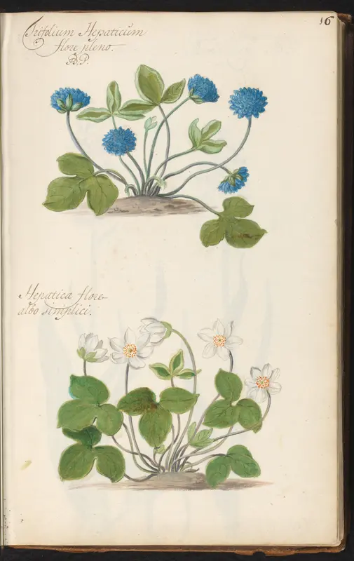 Dubbelbloemig leverbloempje (Trifolium Hepaticum 'flore pleno') en wit leverbloempje (Anemone hepatica) Wall Art by anonymous - High-Resolution Digital Print