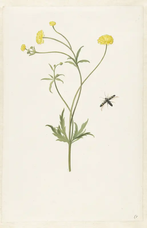 Dubbele gele ranonkel en insekt Wall Art by Unknown - High-Resolution Digital Print