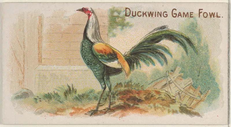 Duckwing Game Fowl, from the Prize and Game Chickens series (N20) for Allen & Ginter Cigarettes Wall Art by Allen & Ginter - High-Resolution Digital Print