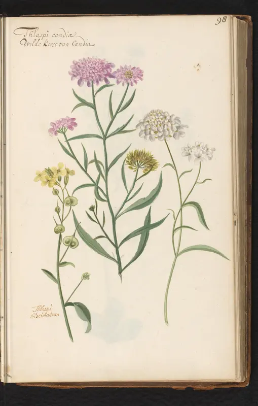 Duifkruid (Scabiosa columbaria) en Biscutella Wall Art by anonymous - High-Resolution Digital Print