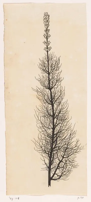 Duizendblad Wall Art by Willem Wenckebach - High-Resolution Digital Print