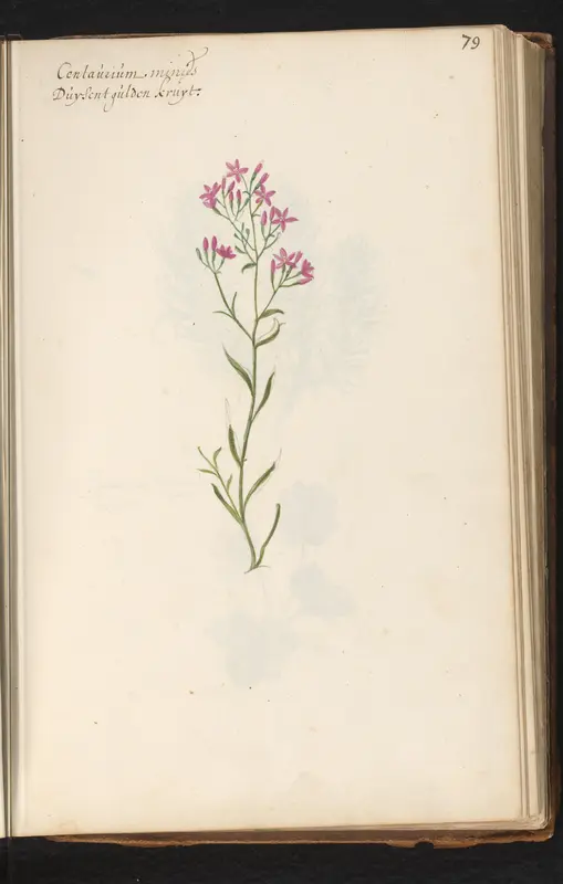 Duizendguldenkruid (Centaurium) Wall Art by anonymous - High-Resolution Digital Print