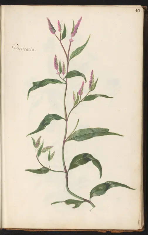 Duizendknoop (Persicaria) Wall Art by anonymous - High-Resolution Digital Print