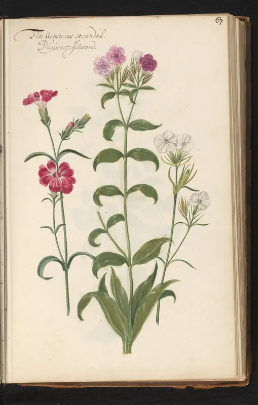 Duizendschoon (Dianthus barbatus) Wall Art by anonymous - High-Resolution Digital Print