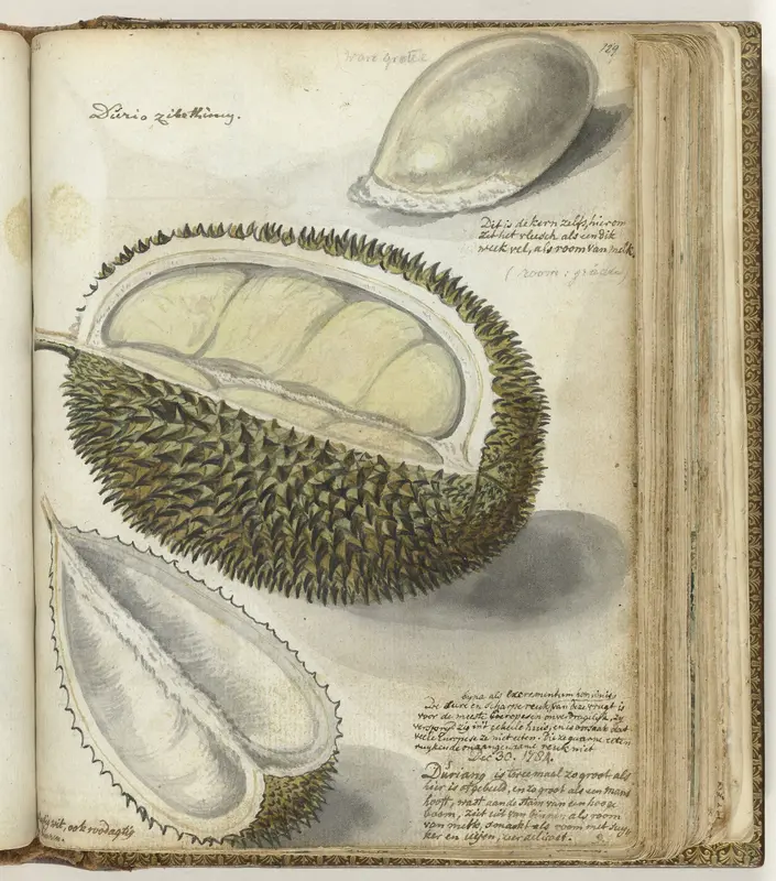 Durian Wall Art by Jan Brandes - High-Resolution Digital Print