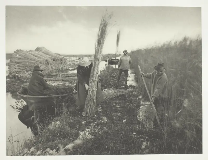 During the Reed Harvest