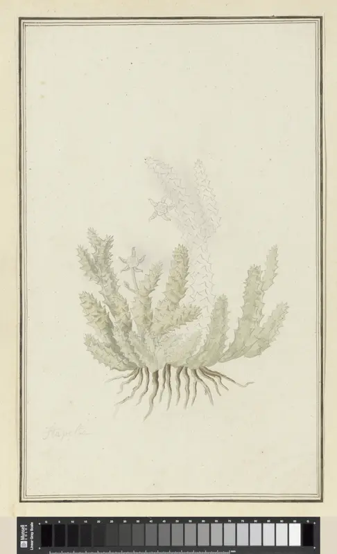 Duvalia caespitosa (Masson) Haw (Milkweed) Wall Art by Robert Jacob Gordon - High-Resolution Digital Print