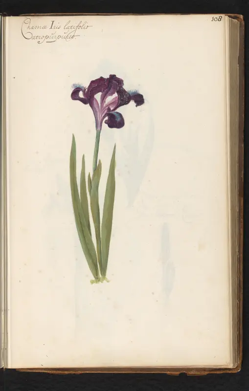 Dwerglis (Iris pumila) Wall Art by anonymous - High-Resolution Digital Print