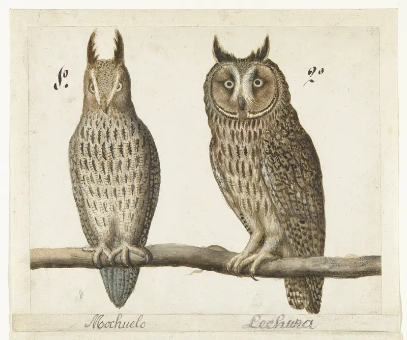 Dwergooruil en Ransuil Wall Art by anonymous - High-Resolution Digital Print
