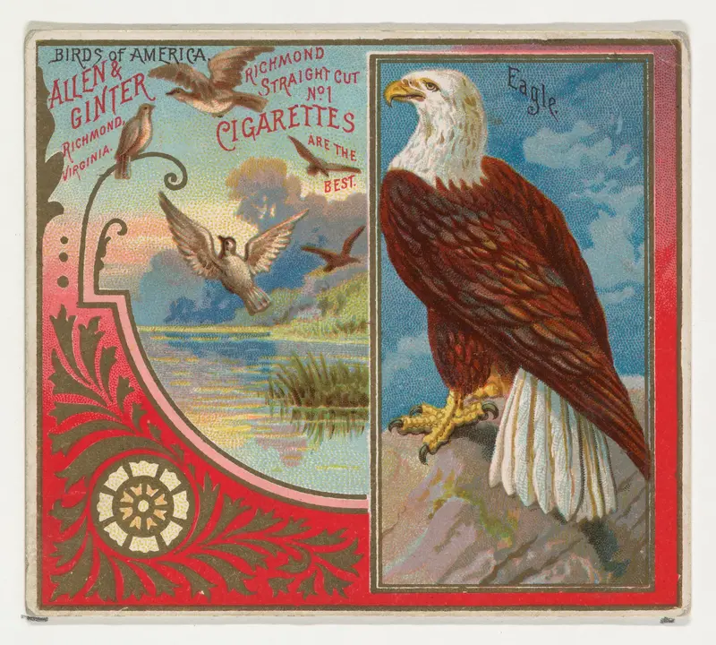 Eagle, from the Birds of America series (N37) for Allen & Ginter Cigarettes Wall Art by Allen & Ginter - High-Resolution Digital Print