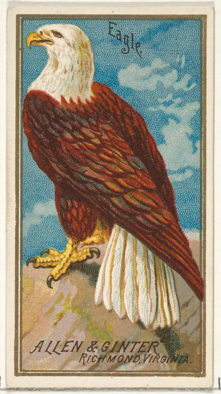 Eagle, from the Birds of America series (N4) for Allen & Ginter Cigarettes Brands Wall Art by Allen & Ginter - High-Resolution Digital Print