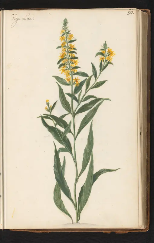 Echte guldenroede (Solidago virgaurea) Wall Art by anonymous - High-Resolution Digital Print