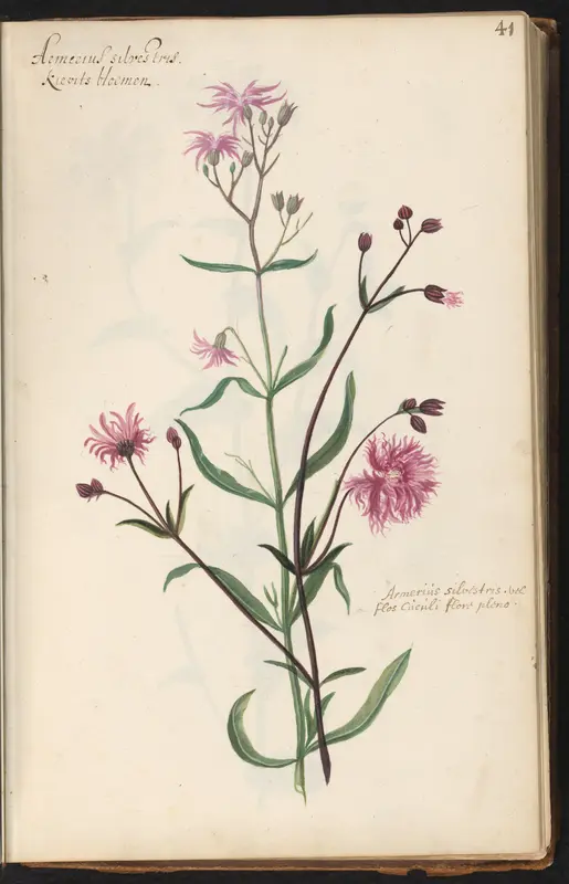 Echte koekoeksbloem (Lychnis flos-cuculi) Wall Art by anonymous - High-Resolution Digital Print