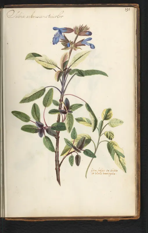 Echte salie (Salvia officinalis) Wall Art by anonymous - High-Resolution Digital Print