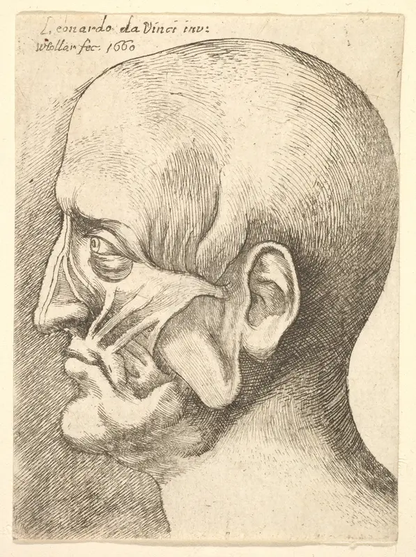 Ecorche head of a man in profile to left Wall Art by Wenceslaus Hollar - High-Resolution Digital Print