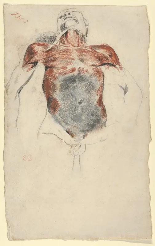 Ecorché: Torso of a Male Cadaver Wall Art by Eugène Delacroix - High-Resolution Digital Print