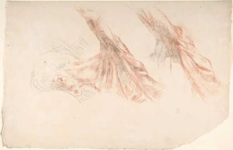 Ecorché: Two Studies of the Muscles of the Shoulder and of the Arm, Raised Wall Art by Eugène Delacroix - High-Resolution Digital Print
