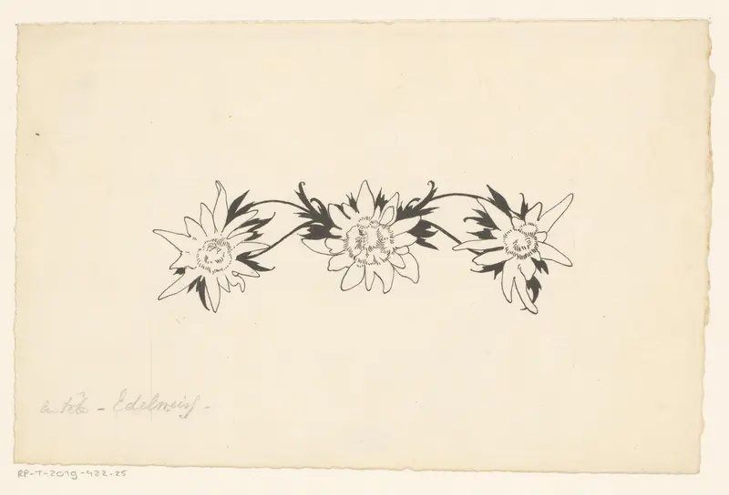 Edelweiss Wall Art by Willem Wenckebach - High-Resolution Digital Print