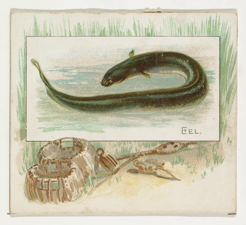 Eel, from Fish from American Waters series (N39) for Allen & Ginter Cigarettes Wall Art by Allen & Ginter - High-Resolution Digital Print