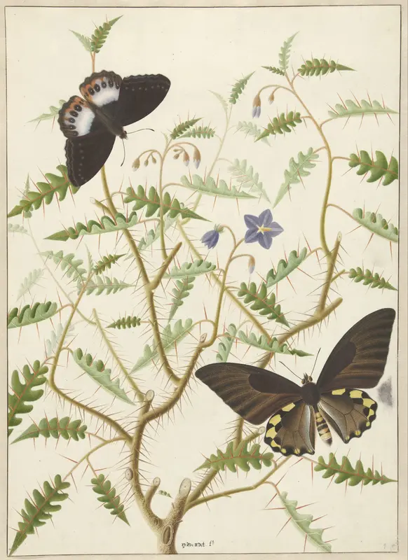 Een bloesemende struik met twee vlinders Wall Art by Unknown - High-Resolution Digital Print