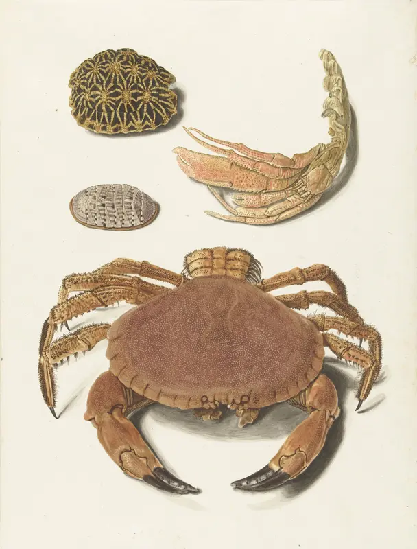 Een krab, een schaar van een krab en twee schilden van schildpadden Wall Art by Johann Gustav Hoch - High-Resolution Digital Print