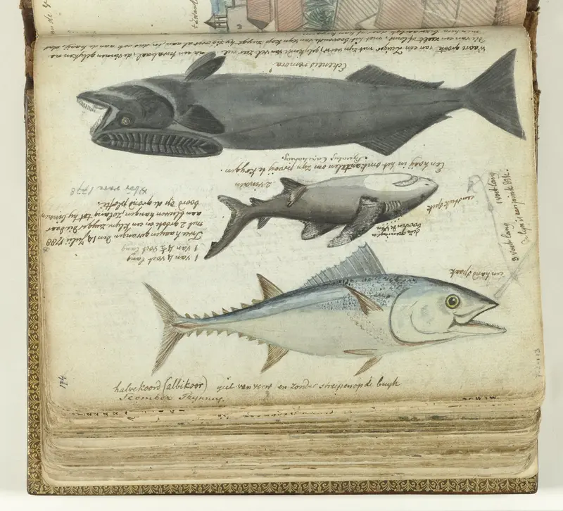 Een tonijn, een haai en een remora Wall Art by Jan Brandes - High-Resolution Digital Print