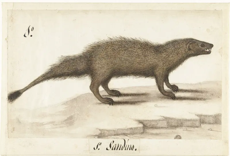 Egyptische ichneumon Wall Art by anonymous - High-Resolution Digital Print