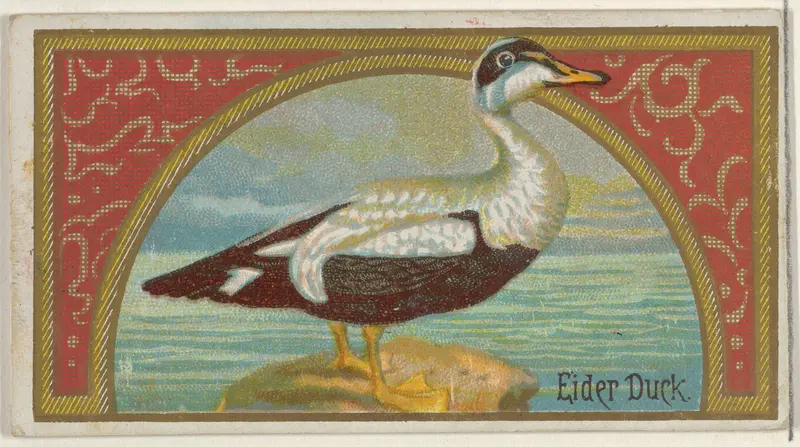 Eider Duck, from the Game Birds series (N13) for Allen & Ginter Cigarettes Brands Wall Art by Allen & Ginter - High-Resolution Digital Print